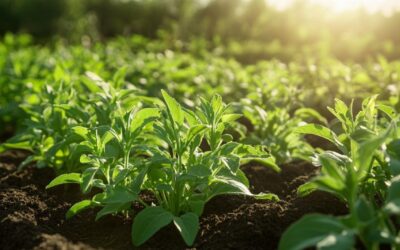 The Complete Stevia: Cultivation and Care Manual for Maximising Your Market Returns